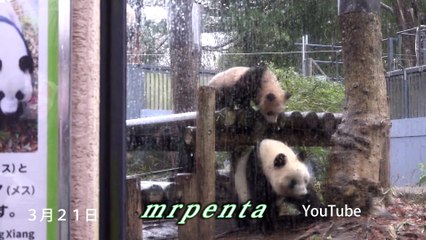 先週のまとめ　シャンシャン ３月２１日から２５日　上野動物園　香香　パンダ