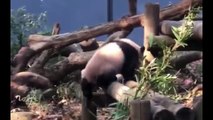 歩くだけの動画まとめ❤️シャンシャン (๑˃̵ᴗ˂̵)【パンダ】giant panda