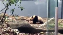 笹食べるシャンシャン (๑˃̵ᴗ˂̵)ママの真似！【パンダ】giant panda Xiang Xiang