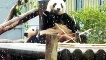 雪(前回)でルンルンなシャンシャン一家(๑˃̵ᴗ˂̵)【パンダ】giant panda
