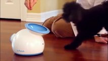 Amazing Pet Gadgets Must Have For Pet Lover