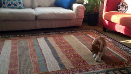 Cat Butts - Funny Cat Video Compilation 2018