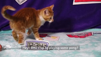 How to Drop Out of College - WITH KITTENS! - Funny Kitten Video 2018