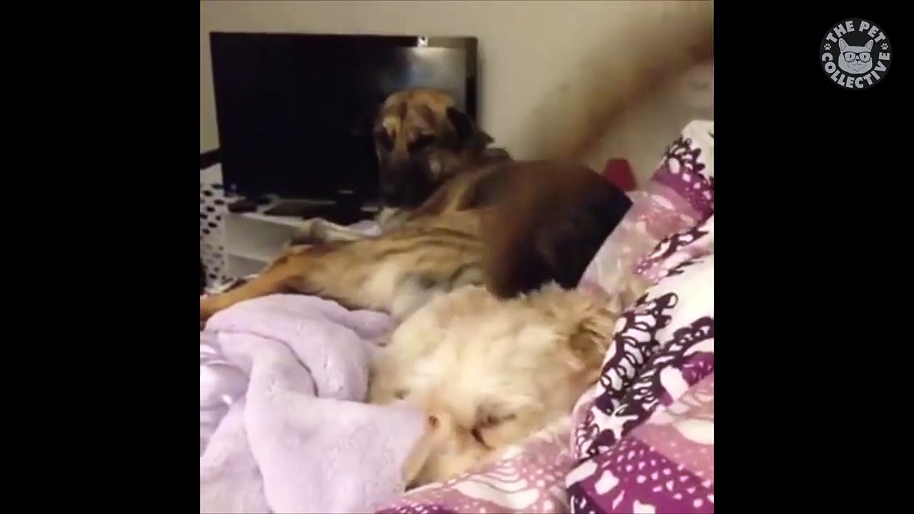 Immature Dogs - Funny Dog Video Compilation 2018