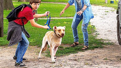 Marshall : Un Labrador Fantastique - Film COMPLET en Français