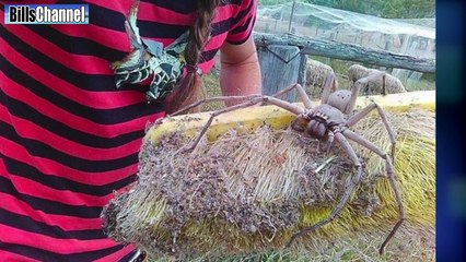 5 GIANT CREATURE DISCOVERIES - real or fake