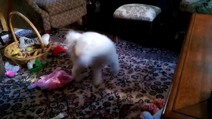 Dogs Chasing Their Tails _ Funny Dogs Compilation