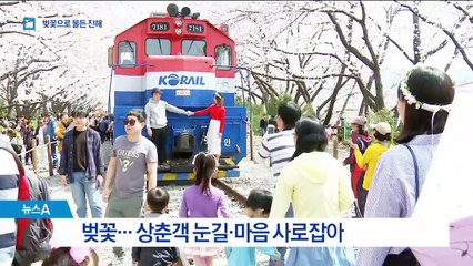 봄바람 휘날리며~ 벚꽃에 취하는 ‘진해 군항제’