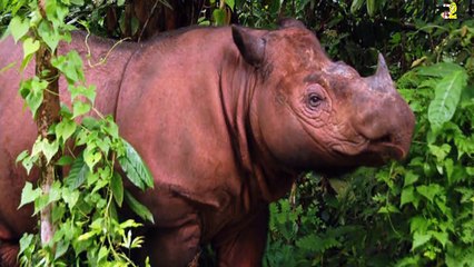 5 وحوش غير معروفة تسكن الأرض!