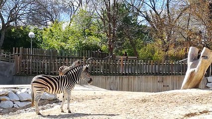 Zoo, cap 2, El Avestruz come mier.. y amigos / the crap eater ostrich and friends