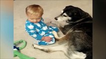 La réaction adorable d'un chien qui voit bébé s'écrouler de sommeil sur lui