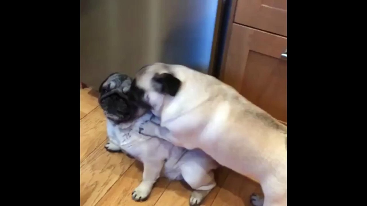 Funny pugs can't stop licking each other. Clip pet