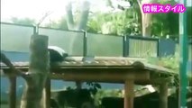 ママに不意打ちの攻撃⁉︎シャンシャン (٭ﾟ∀ﾟ٭)【パンダ】giant panda