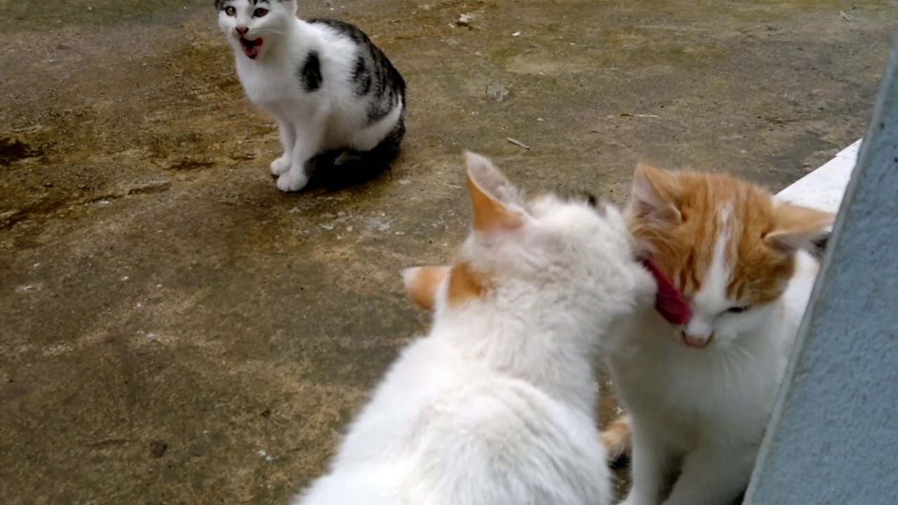 Kedilerin Kişisel Temizliği. Anne Kedi Yavrusunu Temizliyor.