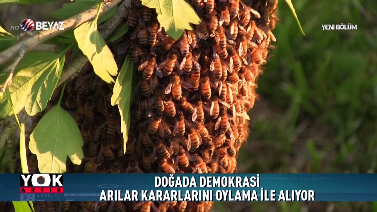 Yok Artık 31 Mart 2018