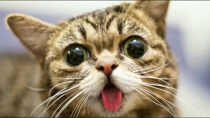 FUNNIEST CAT VIDEOS OF THE YEAR