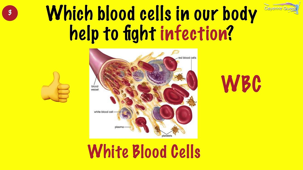 General Knowledge Questions and Answers(Static GK) #16 |  RRB Board Exams |  Interview Questions |