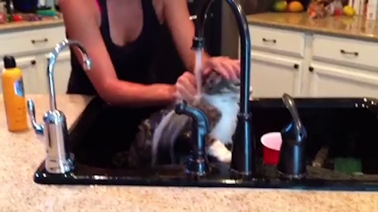 Cutest Cats Compilation 2018 - Best Cute Cat Videos Ever.!