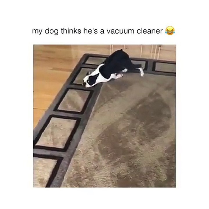 I need this type of cleaner..Dog thinks he is a vacuum