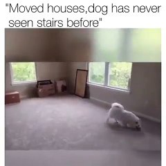 Moved House Dog never seen steps before