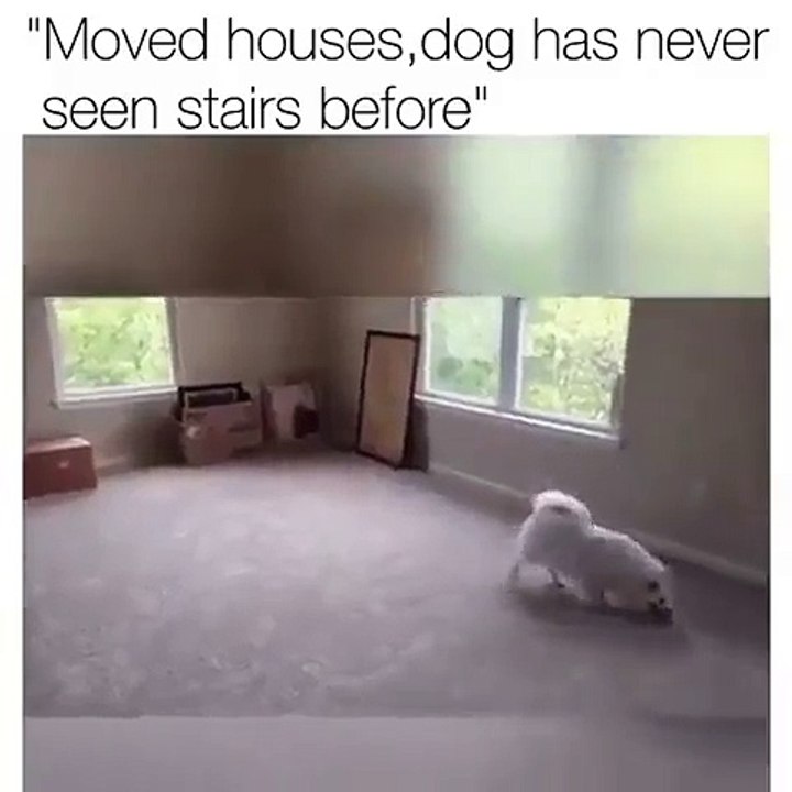 Moved House Dog never seen steps before