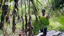 Global 3000 | Wie nachhaltiger Tourismus den Regenwald