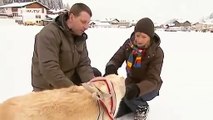 Video des Tages | Mit dem Hundeschlitten durch den Schnee