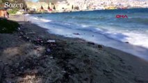 Sinop’ta sahile ölü yunus ve kuşlar vurdu