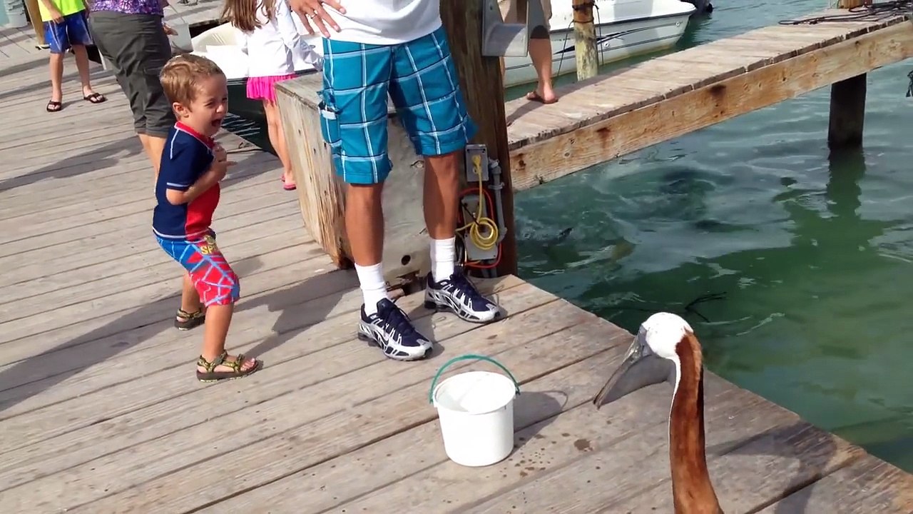 Funny Animals Scaring People Reactions of 2018 Weekly Compilation - Funny Pet Videos