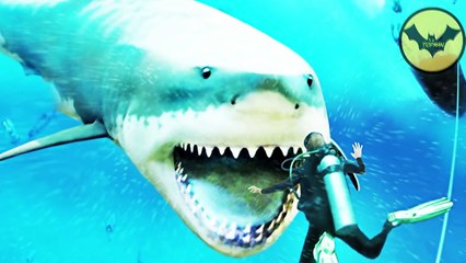Megalodon Sightings In The History!