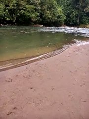 Il filme la migration de poissons à la queue-leu-leu au bord de l'eau