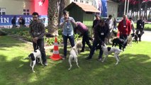 Köpek güzellik yarışması - AYDIN