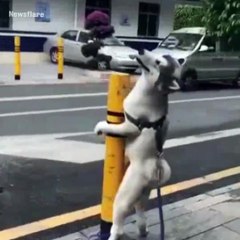 Quand ton chien se prend pour une gogo danseuse