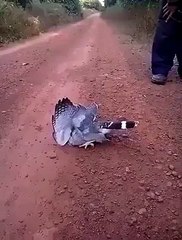 On ne comprend pas ce qui arrive à cet oiseau mal en point mais attendez la fin