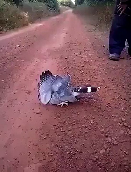 On ne comprend pas ce qui arrive à cet oiseau mal en point mais attendez la fin