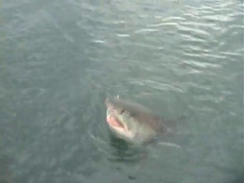 Ils pensent filmer des petits poissons et là, surprise! Grand requin blanc
