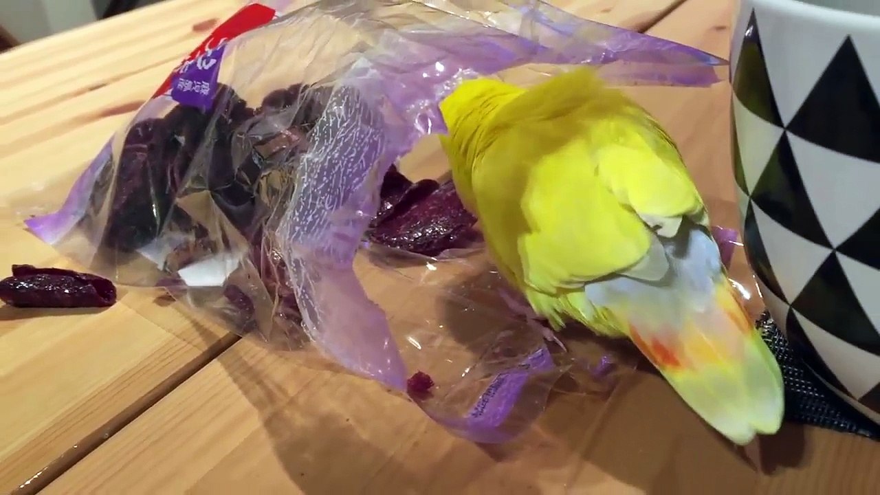 Piper - I'm Piper (Official Music Video)