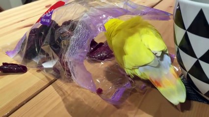 Piper - I'm Piper (Official Music Video)