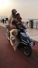 hayvan sevgisi bir başka