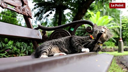 Thierry Bedossa : Choisir un chat de race ou un chat de gouttière?