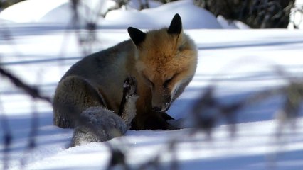 Rencontre avec un renard peu farouche