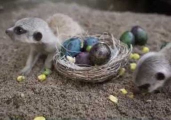 Baby Meerkats Seek and Find Easter Eggs