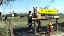 Winter Grooming - Horse Owner Etiquette Before Vet Visit - Cleaning Horse Ears