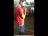 Love animal - Indian flute therapy a striker cow getting in control- Most Awesome Viral Video From India