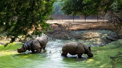 Sanjay Gandhi Jaivik Udyan, Patna, Bihar, India