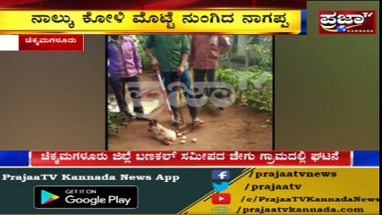 ಚಿಕ್ಕಮಗಳೂರಿನಲ್ಲಿ ಕೋಳಿಯನ್ನು ಸಾಹಿಸಿದ್ದಲ್ಲದೆ 4 ಮೊಟ್ಟೆಗಳನ್ನು ನುಂಗಿ ನಾಗಪ್ಪನ ಪರದಾಟ..!!!