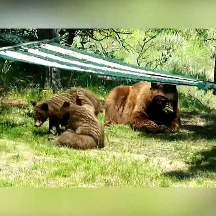 These bears are totally hilarious!
