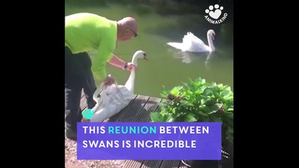 These swans are couplegoals
