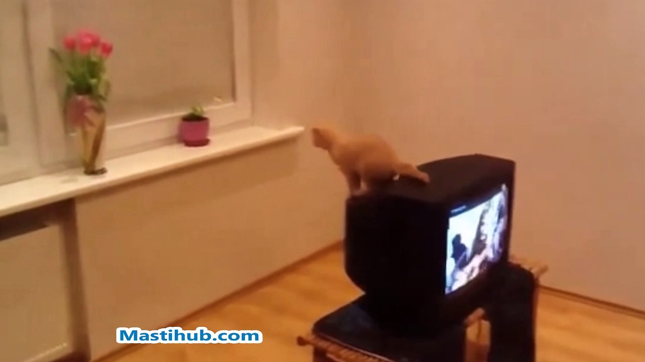 Funny Cat Jumps