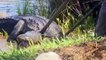 Close encounters with alligators caught on camera